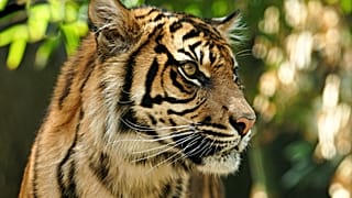 Sumatra kaplanı