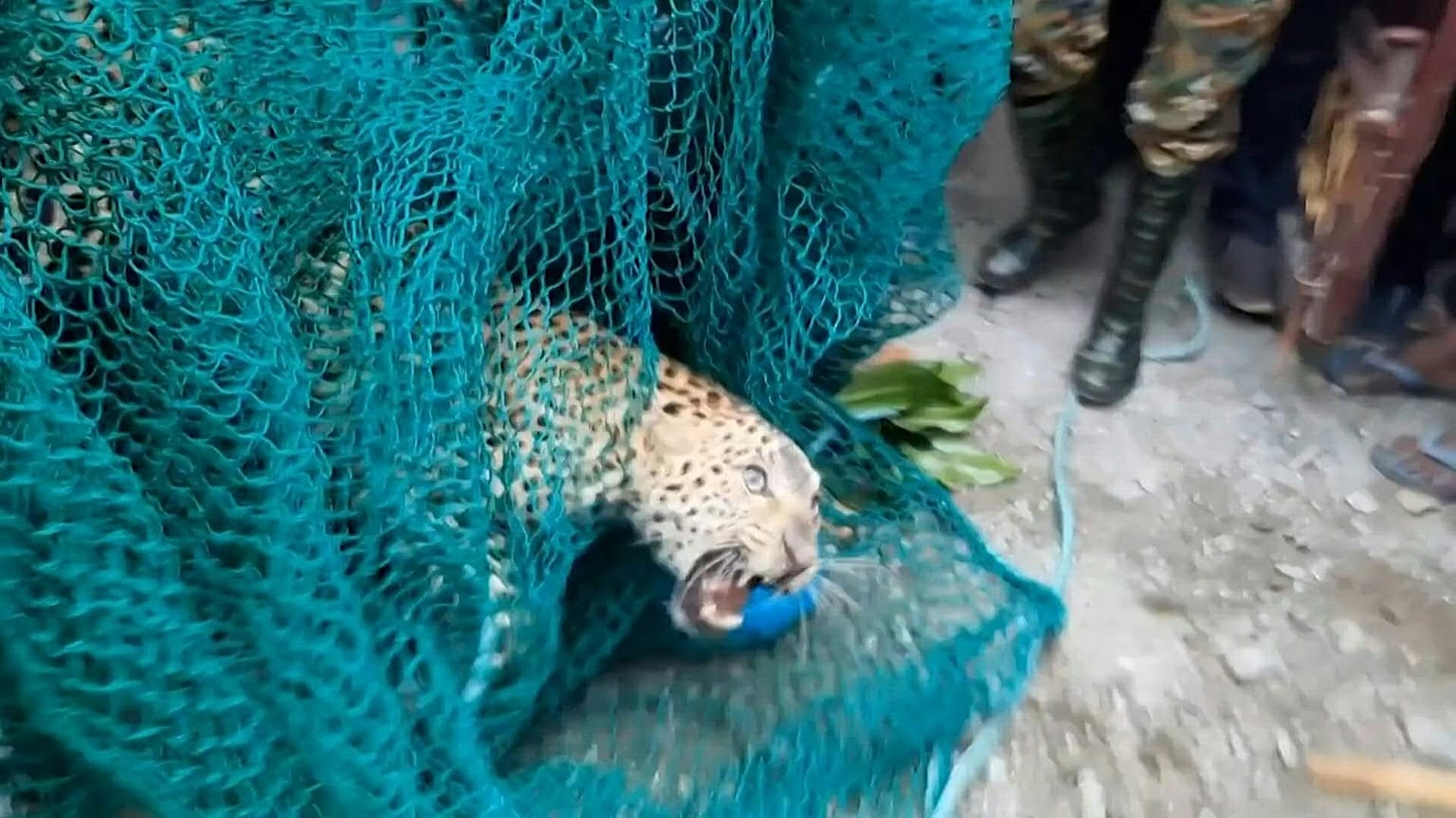 القبض على نمر بري أصاب ما لا يقل عن ثلاثة أشخاص عندما دخل منطقة سكنية في ضواحي مدينة سيليجوري شمال شرق الهند.