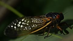 Coucou, c'est moi ! Une "cicada" adulte aperçue sur un arbre dans la capitale fédérale des Etats-Unis, Washington, le 7 mai 2021