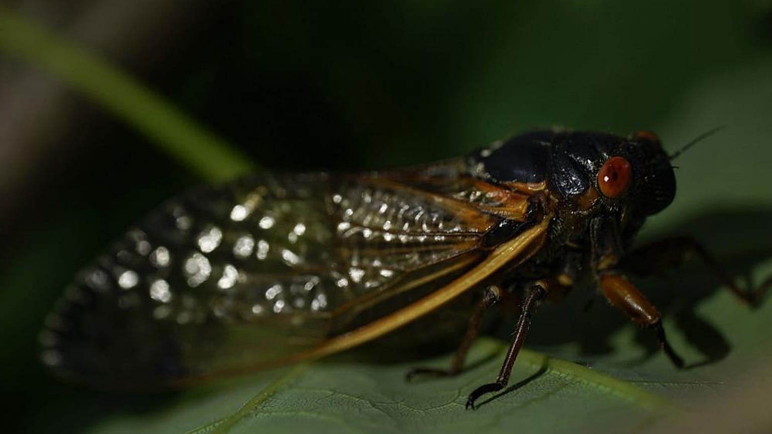 Brood X Zikaden schlüpfen millionenfach an der US-Küste der USA, 06.05.2021