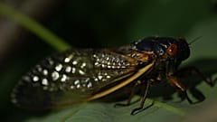 Brood X Zikaden schlüpfen millionenfach an der US-Küste der USA, 06.05.2021