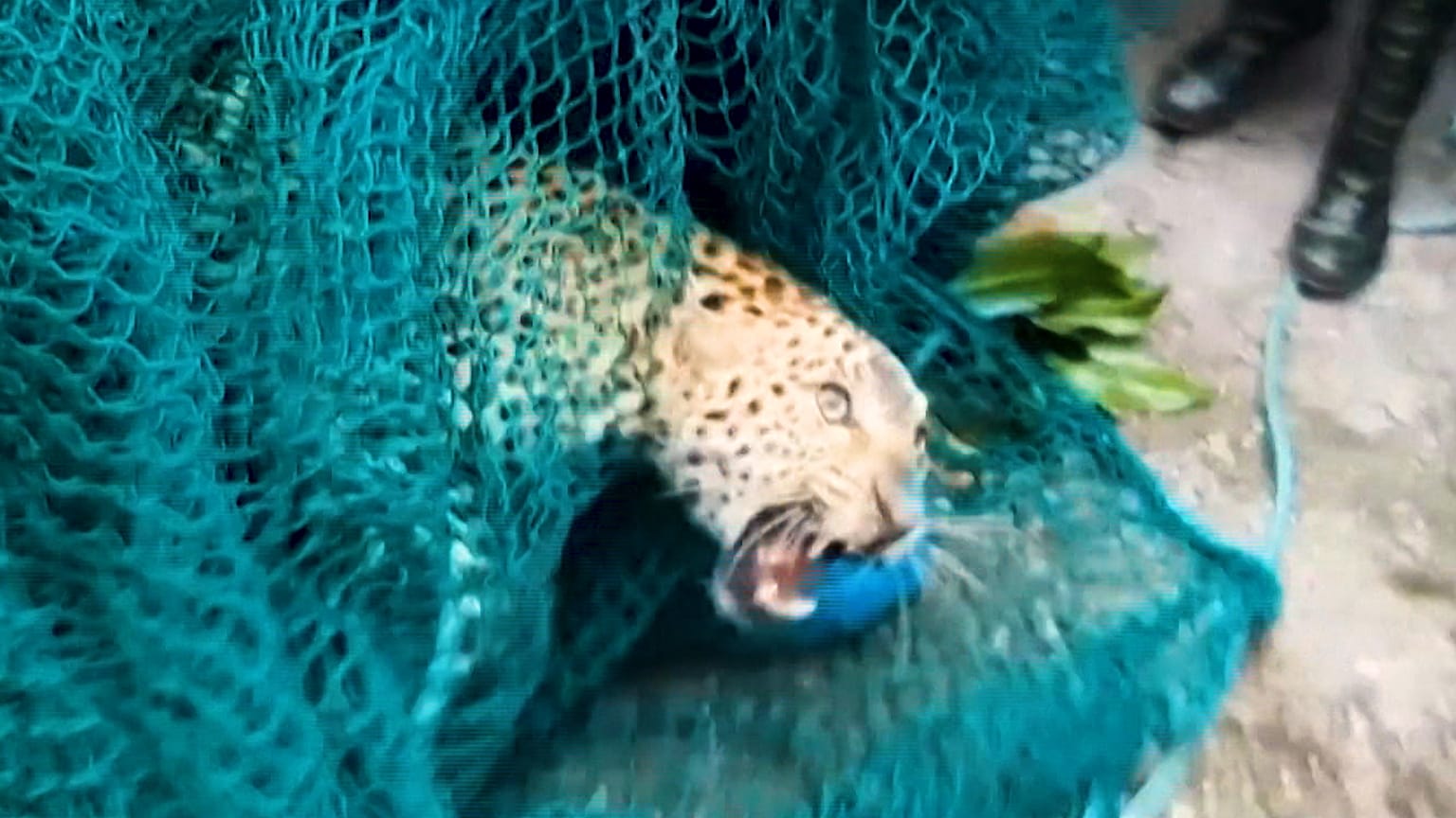 Wild leopard capured