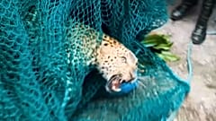 Wild leopard capured