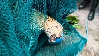 Wild leopard capured