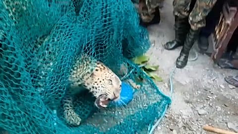 Mensch gegen Leopard