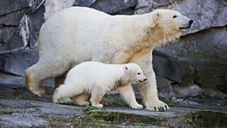 Eisbärin Tonja mit ihrem Nachwuchs Hertha im Berliner Tierpark, 01.12.2018