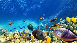 Sostenibilità degli oceani ed economia alleate: il progetto di Ocean Panel