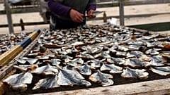 Португальский рыбак выкладывает скумбрию сушиться