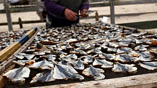 Португальский рыбак выкладывает скумбрию сушиться