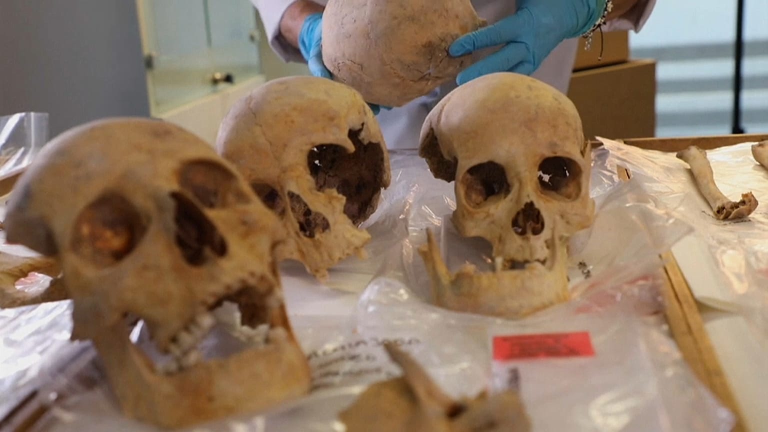 Investigación sobre el ADN de Cristóbal Colón