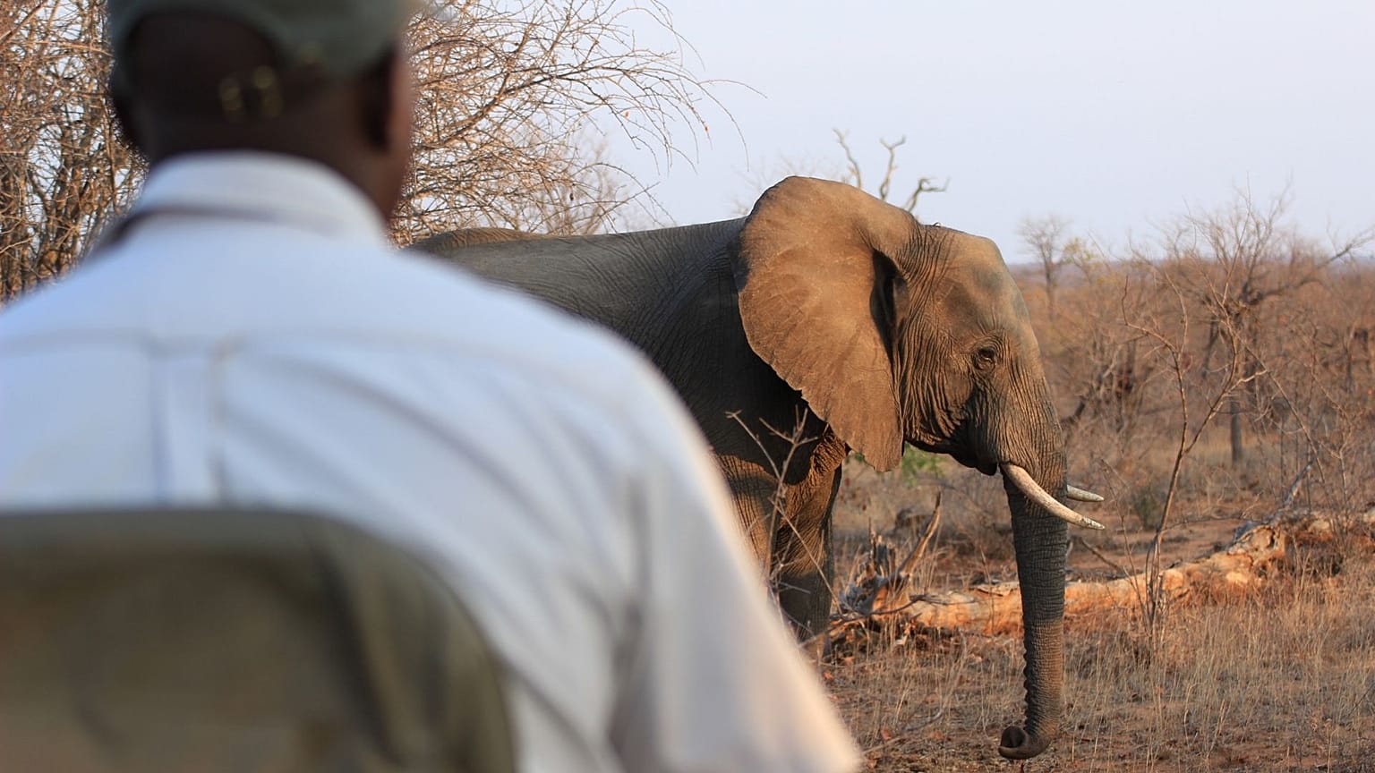 Watching over elephants at Kruger National Park, South Africa. 