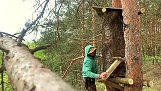Украинский бортник устанавливает улей на дереве, Киевская область, май 2021 г.