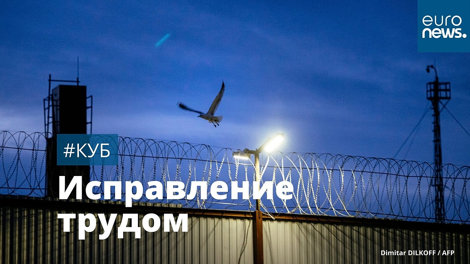 Птица над ИК-3 во Владимирской области