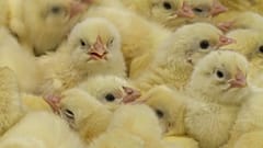 Küken in der Legehennenindustrie
