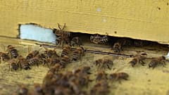 Die fleißigen Bienen sorgen für Milliardenumsätze