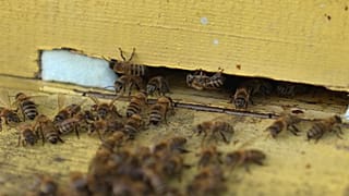 La UE vela por la buena salud de las abejas y de la biodiversidad