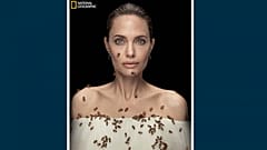 Angelina Jolie mit Bienen,  20.05.2021