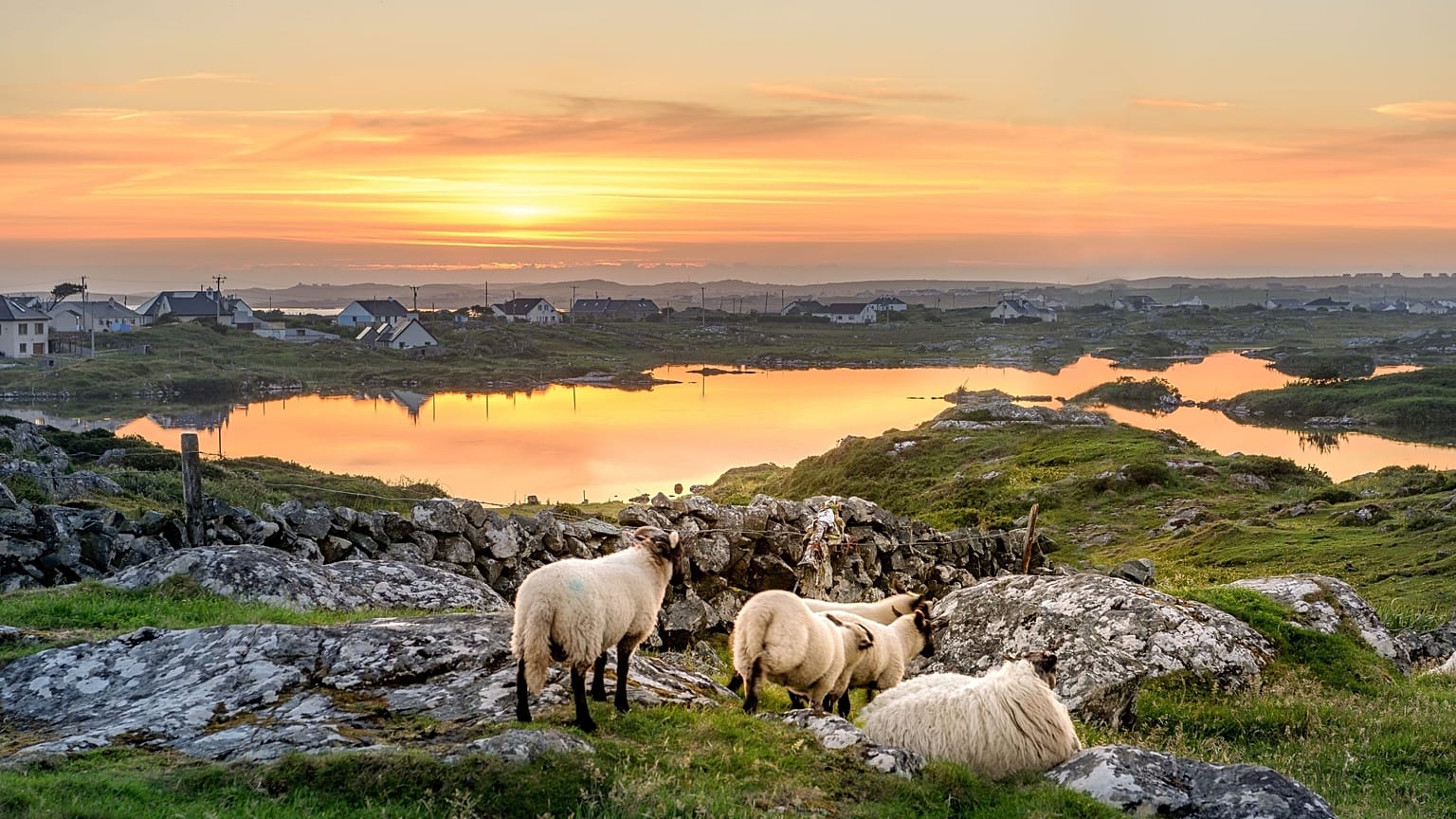 Sheep grazing in Ireland