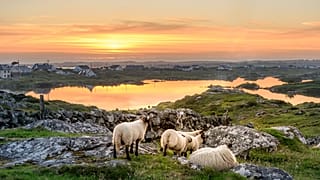Sheep grazing in Ireland