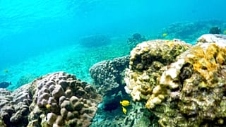 Fehéredő, azaz pusztuló korallok, Kahala'u Bay, Kailua-Kona, Hawaii (illusztráció)