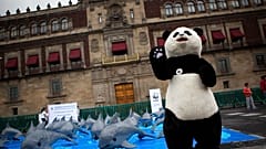 WWF