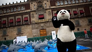 WWF