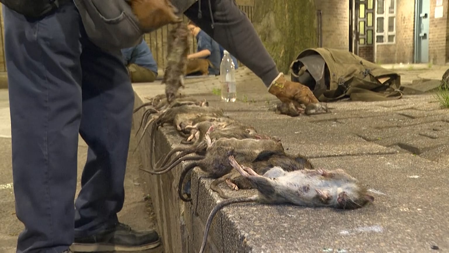 A man lining the rats after the hunt
