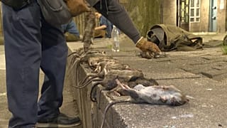 A man lining the rats after the hunt