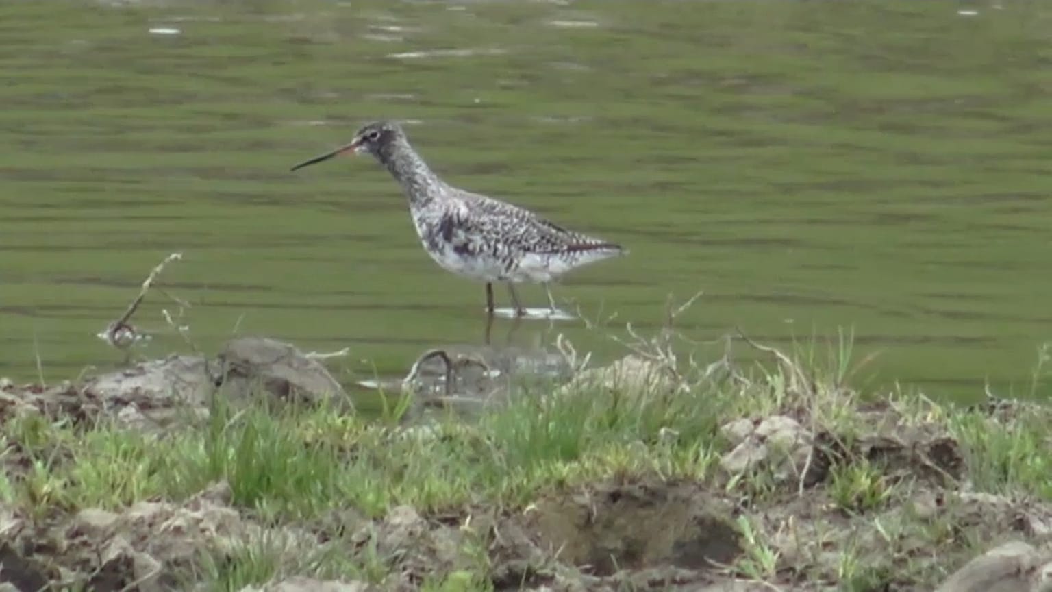 Vogel im Delta nahe Iaşi