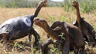 A galapagosi teknősök