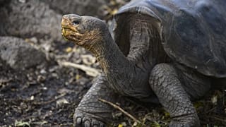 Galapagos Milli Parkı'ndaki bir dev kaplumbağa