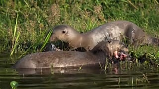 Crías de nutria gigante en el humedal de Iberá, Argentina, mayo de 2021