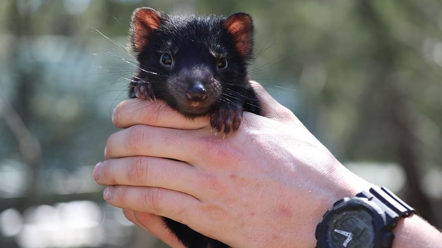 Tasmanian Devil 