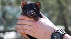Tasmanian Devil 
