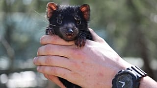 Tasmanian Devil