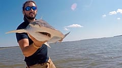 Researcher holds shark, 2015
