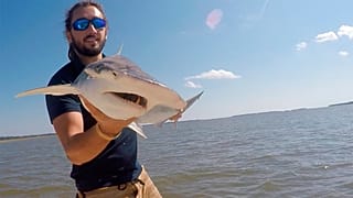 Researcher holds shark, 2015