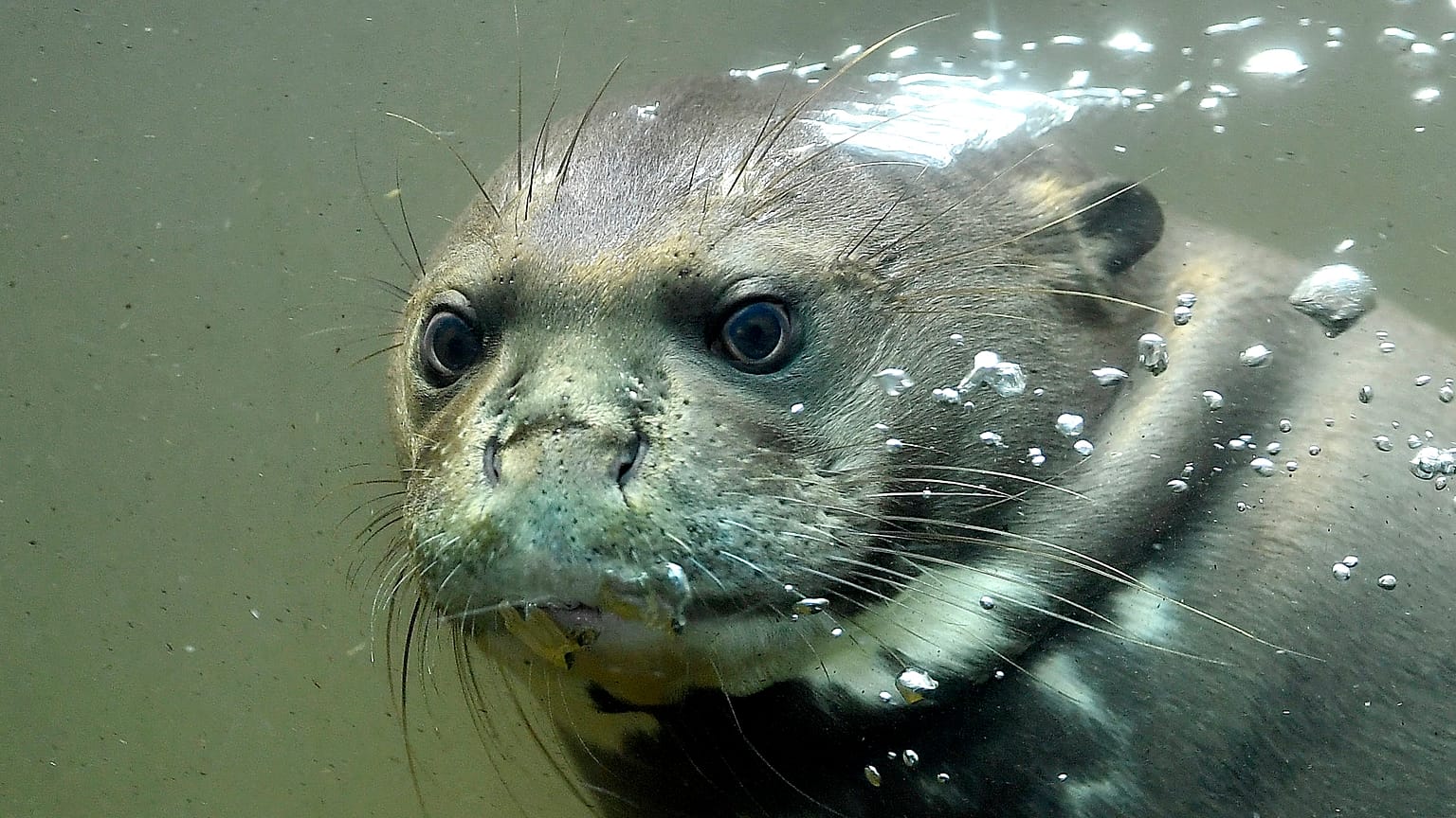 Riesenotter im Duisburger Zoo
