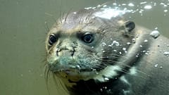 Riesenotter im Duisburger Zoo