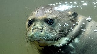 Riesenotter im Duisburger Zoo