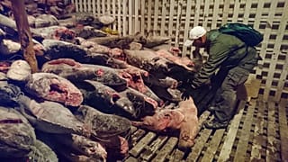 Çinli balıkçı filosunun ABD'ye ithalatı  