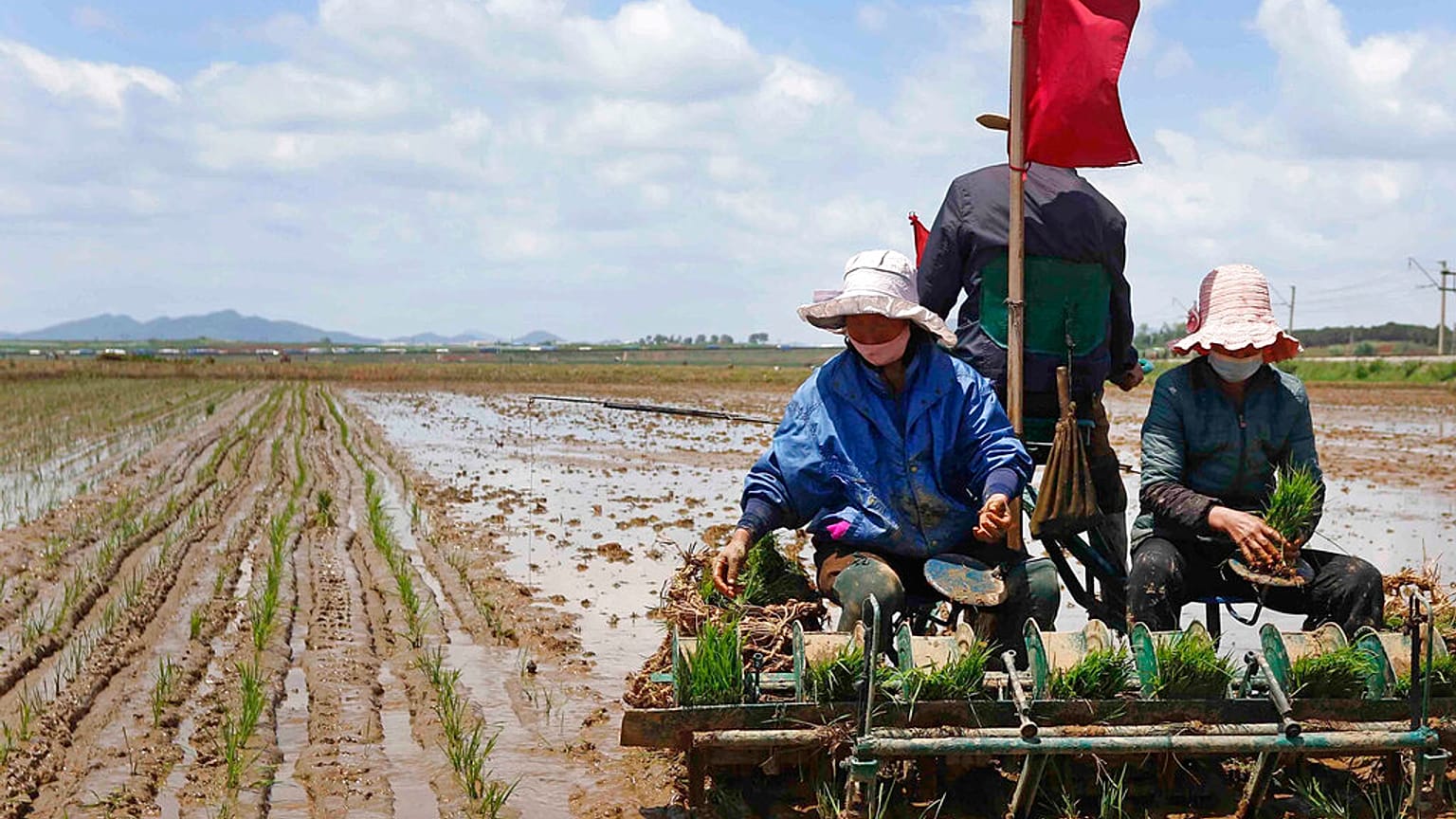 Agricultores en el arrozal de la cooperativa de Namsa, Corea del Norte 25/5/2021