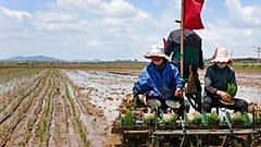 Agricultores en el arrozal de la cooperativa de Namsa, Corea del Norte 25/5/2021