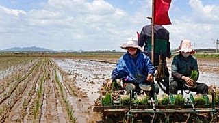 Agricultores en el arrozal de la cooperativa de Namsa, Corea del Norte 25/5/2021