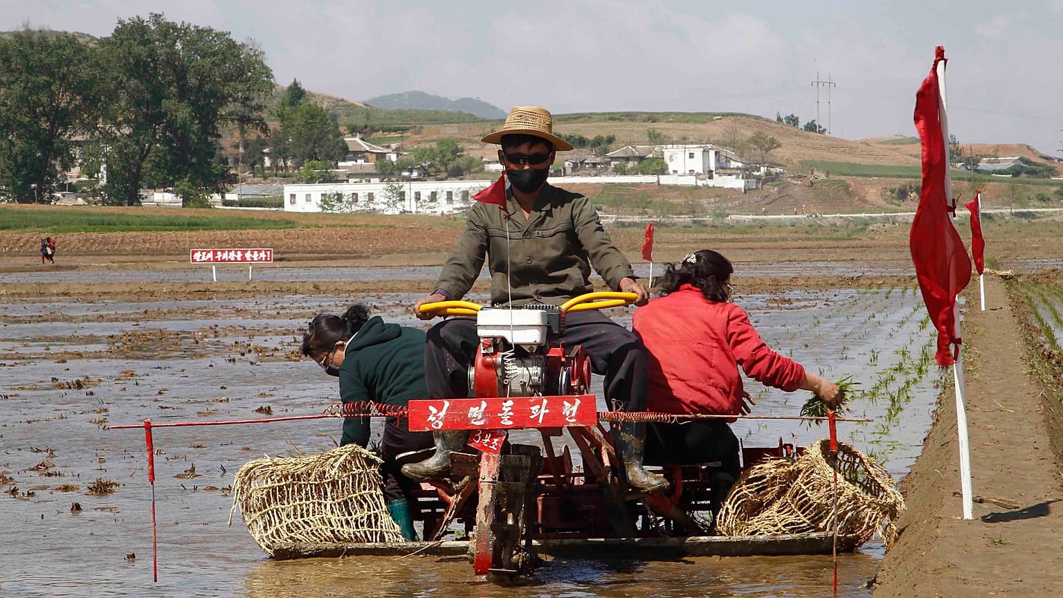 North Korea, Rice Plantation