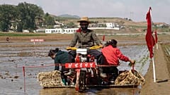 North Korea, Rice Plantation