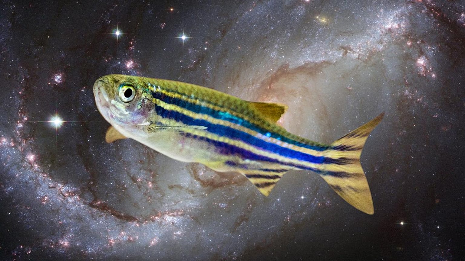 I pesci zebra riescono ad abbassare il proprio metabolismo in modo da proteggersi dai contraccolpi di un viaggio spaziale