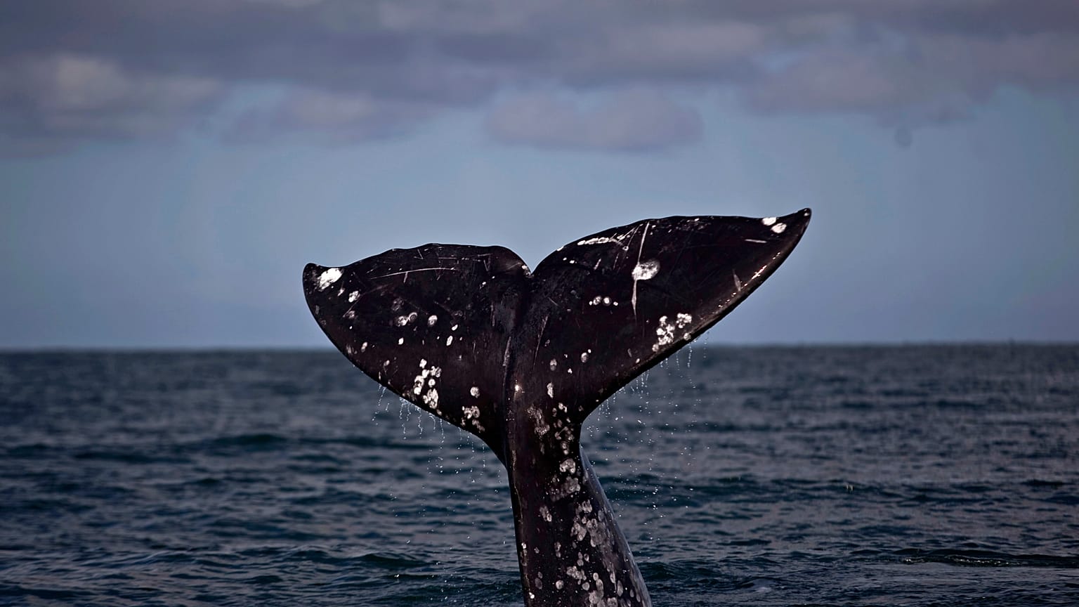 Vida marinha