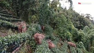 Elephants