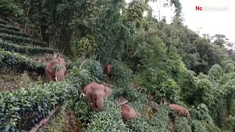 Elephants